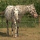 most-unusual-horse-breeds