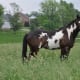 most-unusual-horse-breeds