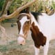 most-unusual-horse-breeds