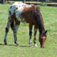 most-unusual-horse-breeds
