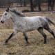 most-unusual-horse-breeds