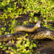 Anaconda
