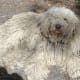 Some Komondor cords look more like mats; careful grooming can help the coat cord properly.