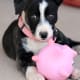 introduction-to-a-mcnab-puppy