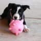 Molly and one of her favorite toys, a gift from Aunt Barb.