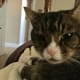 Spanky, our polydactyl cat with a grumpy streak, wants to know what you're waiting for. Go get your pictures and get busy! These projects won't make themselves!