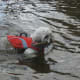 how-to-safely-canoe-with-your-dog
