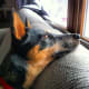 A blue heeler mix.