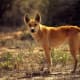 Australian Dingo