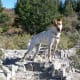 A red heeler mix.