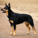 Black and Tan Kelpie