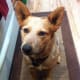A red heeler x blue heeler mix.