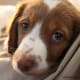 The Brittany Spaniel.