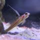 10-great-saltwater-fish-for-the-home-aquarium