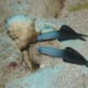 10-great-saltwater-fish-for-the-home-aquarium