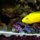 10-great-saltwater-fish-for-the-home-aquarium