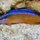 10-great-saltwater-fish-for-the-home-aquarium