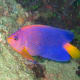 10-great-saltwater-fish-for-the-home-aquarium