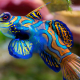 10-great-saltwater-fish-for-the-home-aquarium