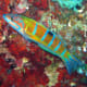 10-great-saltwater-fish-for-the-home-aquarium