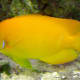 10-great-saltwater-fish-for-the-home-aquarium