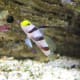 10-great-saltwater-fish-for-the-home-aquarium