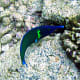 10-great-saltwater-fish-for-the-home-aquarium