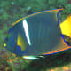10-great-saltwater-fish-for-the-home-aquarium