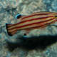 10-great-saltwater-fish-for-the-home-aquarium