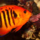 10-great-saltwater-fish-for-the-home-aquarium