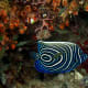 10-great-saltwater-fish-for-the-home-aquarium