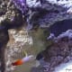 10-great-saltwater-fish-for-the-home-aquarium