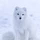 11-dogs-similar-to-wolf