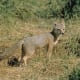 11-dogs-similar-to-wolf