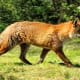 11-dogs-similar-to-wolf