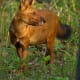 11-dogs-similar-to-wolf