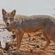 11-dogs-similar-to-wolf