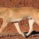11-dogs-similar-to-wolf