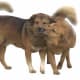 Bhutias are known to be loyal companions and great family pets.