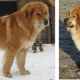 Bhutia sheepdogs were bred originally to defend livestock.