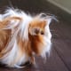 An example of a layered haircut on a Peruvian guinea pig.