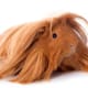 Another unusual haircut which reminds you of a lion.