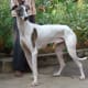 A Rampur Hound