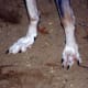 Their feet allow them to defy gravity.