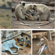 A stray Indian dog with monkeys.