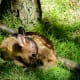 A baby muntjac deer