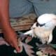 Muggles steps onto a visitor's hand.