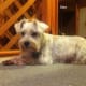 This is my Miniature Schnauzer, Baby, before she was bitten by the spider.