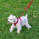 Baby is now all well and taking walks again.