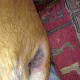 My dog's sore skin around her bottom.